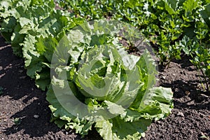 Iceberg lettuce growing in the garden in spring