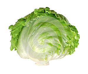 Iceberg lettuce, or crisphead, isolated, front view, on white background photo