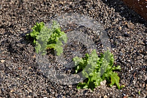Iceberg lettuce planted in garden soil