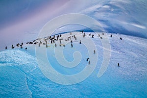 Iceberg near Antarctica covered with Adele penguins