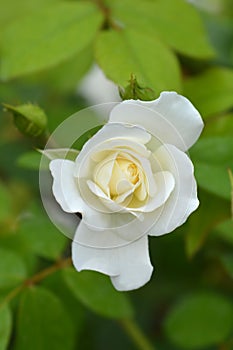 Iceberg rose