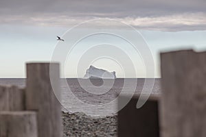 Iceberg Wood Posts and Seagull