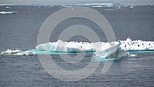 Icebergs with Adelie penguins upside in Antarctic Ocean near Paulet Island Antarctica.