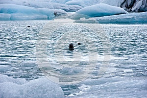 Icebergs in Jokulsarlon