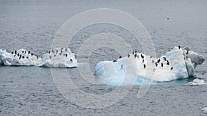 Icebergs with Adelie penguins upside in Antarctic Ocean near Paulet Island Antarctica. photo