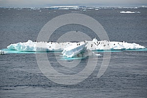 Icebergs with Adelie penguins upside in Antarctic Ocean near Paulet Island Antarctica. photo