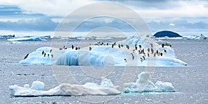Adelie penguins standing on an beautiful iceberg in the south polar Weddel Sea off Paulet Island, Antarctica photo