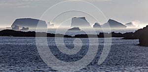 Icebergs steaming, late afternoon at Fogo Island