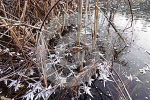 Icebound lake shore with growing reeds and reeds photo