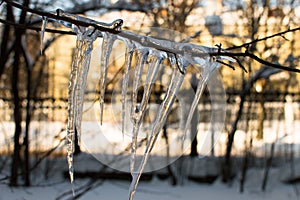 Icecle on single branch. Horizontal view. Close up
