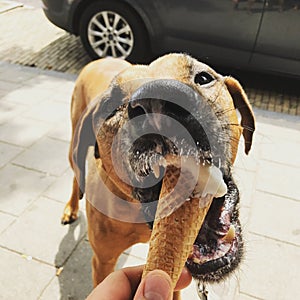 Icecream dog cute doggie