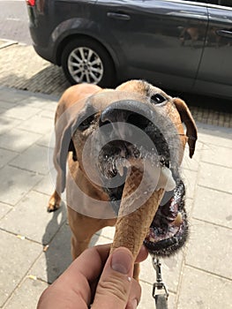 Icecream Dog cute