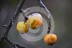 Iced apples on the branches during the autumn frost