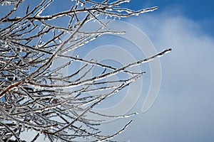 Iced branches against a Blue Sky