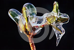 Iced bud photo