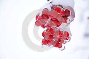 Iced Bunch of Viburnum