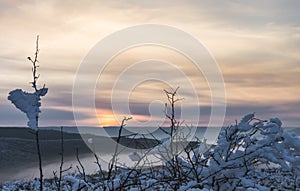 Iced bush branches covered with ice and snow against the backdrop of a winter sunset in the hills