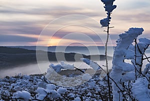 Iced bush branches covered with ice and snow against the backdrop of a winter sunset in the hills