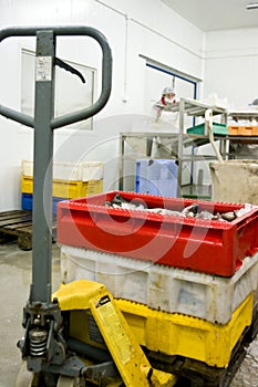 Iced fish at processing plant