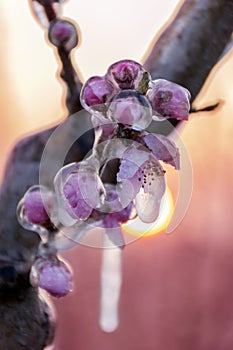 Iced flowers. protection. Pink. Sunrise. Morning.