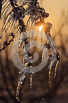 Iced flowers. protection. Pink. Sunrise. Morning.