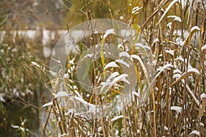 Iced Grass Plants Under Ice And Snow