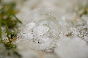 Iced Grass Plants Under Ice And Snow