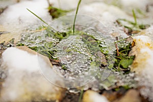 Iced Grass Plants Under Ice And Snow