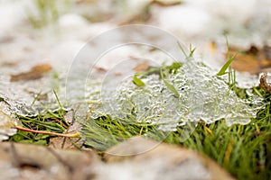 Iced Grass Plants Under Ice And Snow