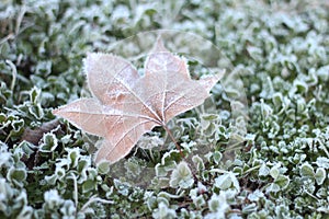 iced leave photo