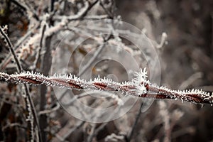 Iced Over frost on rusty barbed wire