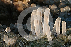 Iced over grass in an abstract beautiful form