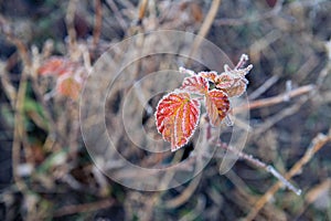 Iced red autumn raspberry leaf. Raspberry leaf in frost