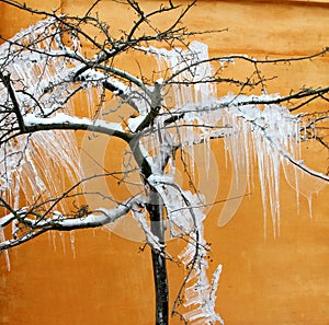 Iced tree