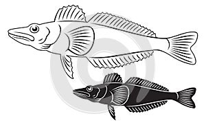 Icefish