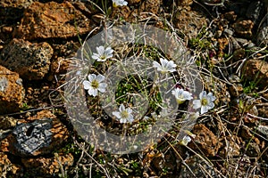 Iceland, 2007, White Iclandic wild flowers on a rocky ground