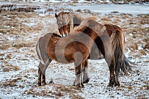 Iceland breed horse in wintertime.