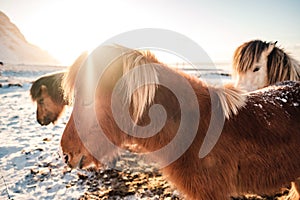 Iceland breed horse in wintertime.