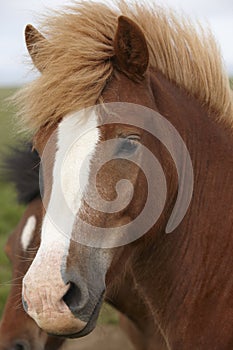 Iceland. Brown icelandic horse heads.