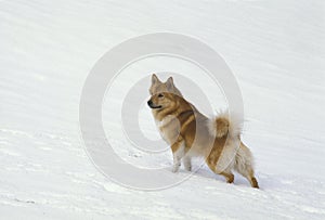 Iceland Dog or Icelandic Sheepdog, Adult standing on Snow