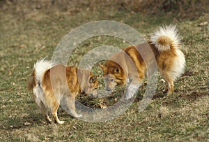 Iceland Dog or Icelandic Sheepdog standing on Grass