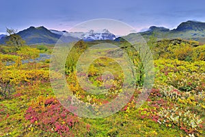 Iceland Fall color of tundra