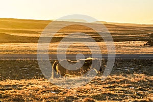 Iceland of grassland horse wild