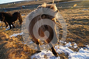 Iceland of grassland horse wild