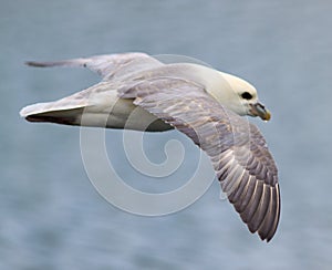 Iceland Gull