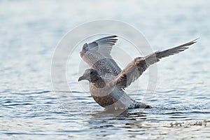 Iceland Gull dancing at seaside photo