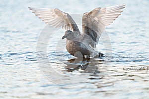 Iceland Gull dancing at seaside photo