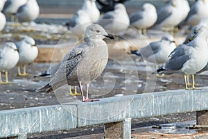 Iceland Gull - Larus glaucoides