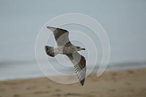 Iceland gull Larus glaucoides photo