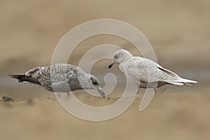 Iceland gull Larus glaucoides photo